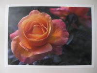 Postkarten mit Duft Rose Duftkarten Blume Rosarium Sangerhausen Sachsen-Anhalt - Wernigerode Vorschau