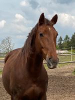 Vielseitiges Gangpferd, Tennessee Walking Horse- Töltender Traber Bayern - Haag in Oberbayern Vorschau