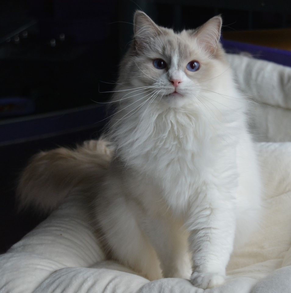 Ein liebevoller Ragdoll-Schatz mit Stammbaum sucht Sie! in Hildesheim