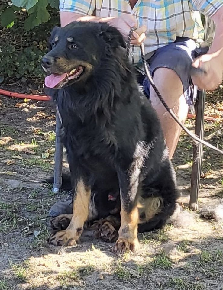 ARES Berner Sennenhund/Schäferhund Mix geb.10/18 a.d.Tierschutz in Schwarmstedt