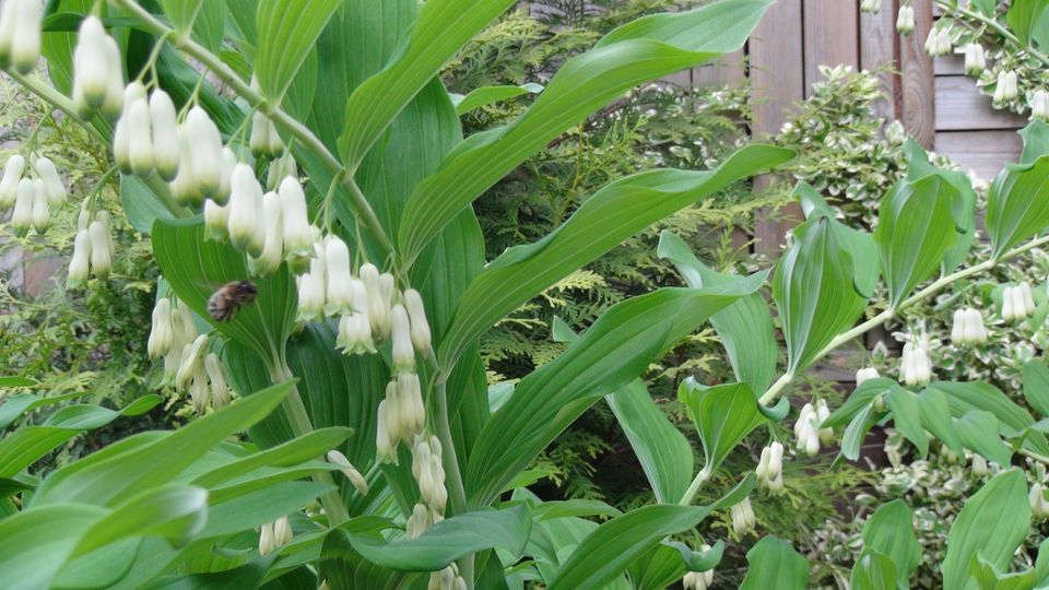 Salomonssiegel Weißwurz winterharte Gartenpflanzen Sichtschutz in Steina