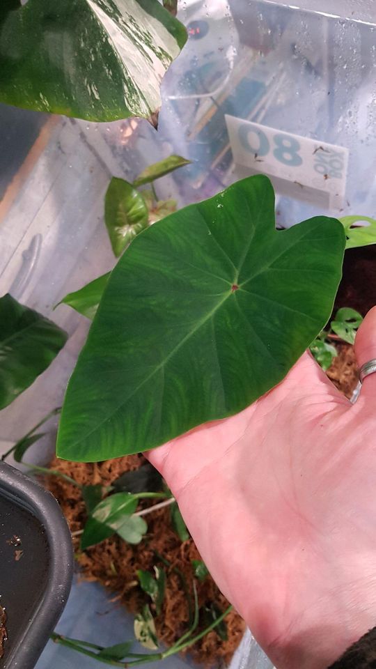 Colocasia Esculenta / Taro in Gelsenkirchen