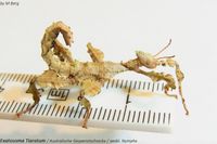 Australische Gespenstschrecke / Extatosoma tiaratum Sachsen - Limbach-Oberfrohna Vorschau