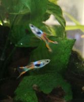 Guppy Pflanze Aquarium Fische Baden-Württemberg - Oberkochen Vorschau