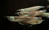 Silber Arowana Gabelbart Osteoglossum bicirrhosum ab *29,90 Euro* Brandenburg - Hoppegarten Vorschau