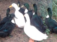 Pommernenten Pommern Enten Erpel in weiß Bayern - Gochsheim Vorschau