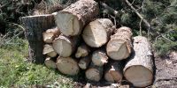 Holz Feuerholz Fichte Baumstämme Bayern - Wendelstein Vorschau