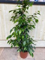 Birkenfeige Ficus benjamina 'Golden King' Nordrhein-Westfalen - Simmerath Vorschau