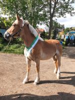 Schicke Fuchsstute RDK Sachsen - Lengefeld Vorschau