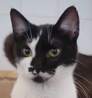 Vanessa (1-2 Jahre) sucht ein Zuhause *Tierschutz* Hamburg Barmbek - Hamburg Barmbek-Nord Vorschau