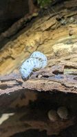 Asseln 25 Armadillidium vulgare Magic potion Rollassel Nordrhein-Westfalen - Marl Vorschau