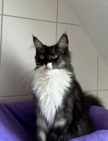 Maine Coon Kätzinen mit Stammbaum Baden-Württemberg - Reutlingen Vorschau