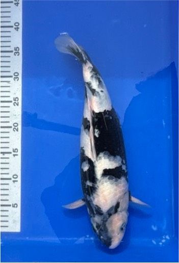 Japan koi Shiro Utsuri 39 cm Züchter Wada Japan in Brühl