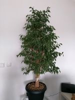 Pflanze, 1,40m Abzugeben, Baum, Zimmerpflanze Bayern - Regenstauf Vorschau