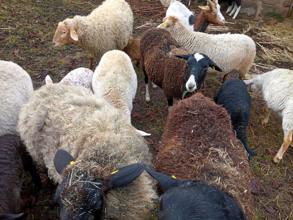 Weibliche Schafe abzugeben, 4 Auen und 1 junges weibliches Schaf in Friedland