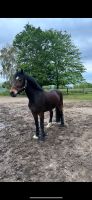 Wunderschönes Pony abzugeben Nordrhein-Westfalen - Nettetal Vorschau