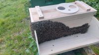 Bienenschwarm Hessen - Hofgeismar Vorschau