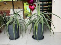 4  schöne Aloe Vera, Höhe 85 cm bis 110 cm Bayern - Starnberg Vorschau