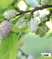 100 Samen Weißer Maulbeerbaum ( Morus alba ) leckere essbare Früc Rheinland-Pfalz - Langenbach Vorschau