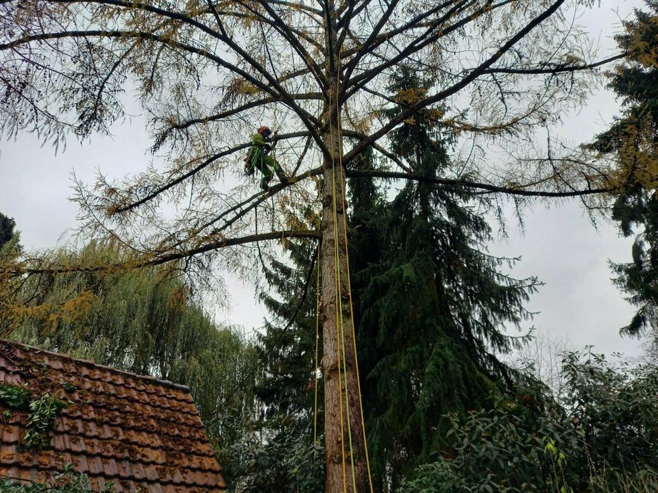 Baumpflege, Baumfällung, Sturmschadenbeseitigung kostengünstig in Recklinghausen