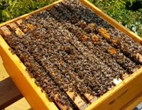 Bienenvölker zu verkaufen Niedersachsen - Georgsmarienhütte Vorschau