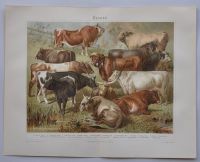 Lithographie Rinder Podolische Ochs Waldler Kuh Stier Chromotafel Berlin - Mitte Vorschau