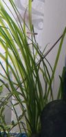 Aquariumpflanze Vallisneria Nordrhein-Westfalen - Voerde (Niederrhein) Vorschau