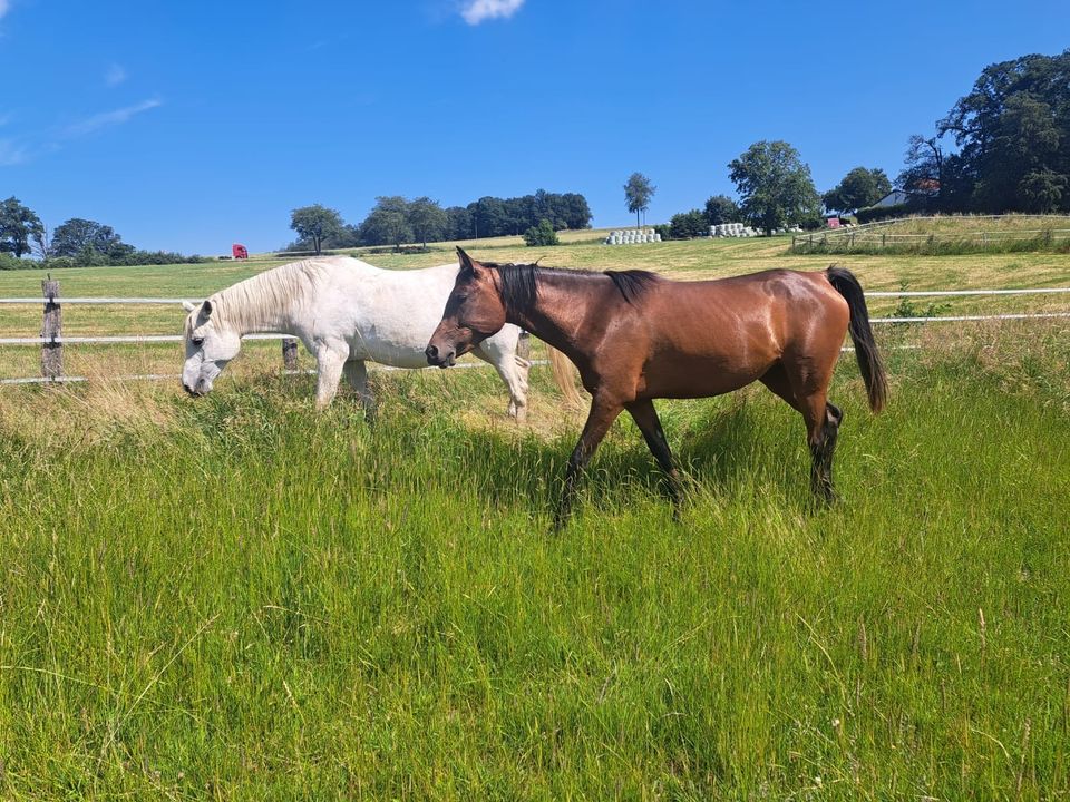 Arabisch Partbred Stute in Arenrath