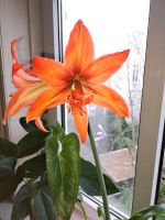 Amaryllis Ritterstern orange blühend Zwiebel Hamburg - Altona Vorschau