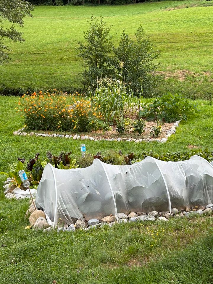 Kleingarten, Gemüsegarten, Gemüseanbau, Biogarten in Wangen im Allgäu