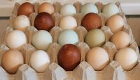Kalkmurmeln Buntleger Eier keine Bruteier BE Hühner Henne Bayern - Grattersdorf Vorschau
