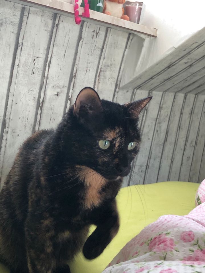 Katze Matilda vermisst in NordrheinWestfalen Gelsenkirchen Katzen