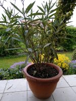 Oleander Gartenpflanze Bayern - Eichstätt Vorschau