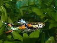 Endlers Guppy (Poecilia wingei) - v. a. Jungs abzugeben Dresden - Lockwitz Vorschau