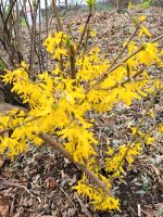 Forsythie - Goldglöckchen Nordrhein-Westfalen - Rheda-Wiedenbrück Vorschau