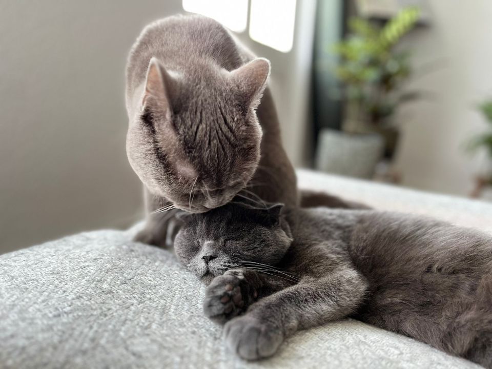 Tierschutz: zwei liebe Briten suchen neues Zuhause in Berlin