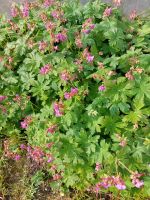 Storchenschnabel,  Bodendecker,  Geranium Nordrhein-Westfalen - Nettetal Vorschau