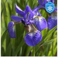 Schwertlilie Iris blau Niedersachsen - Oldenburg Vorschau