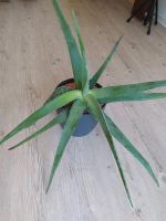 AloeVera Pflanze Saarland - Merzig Vorschau