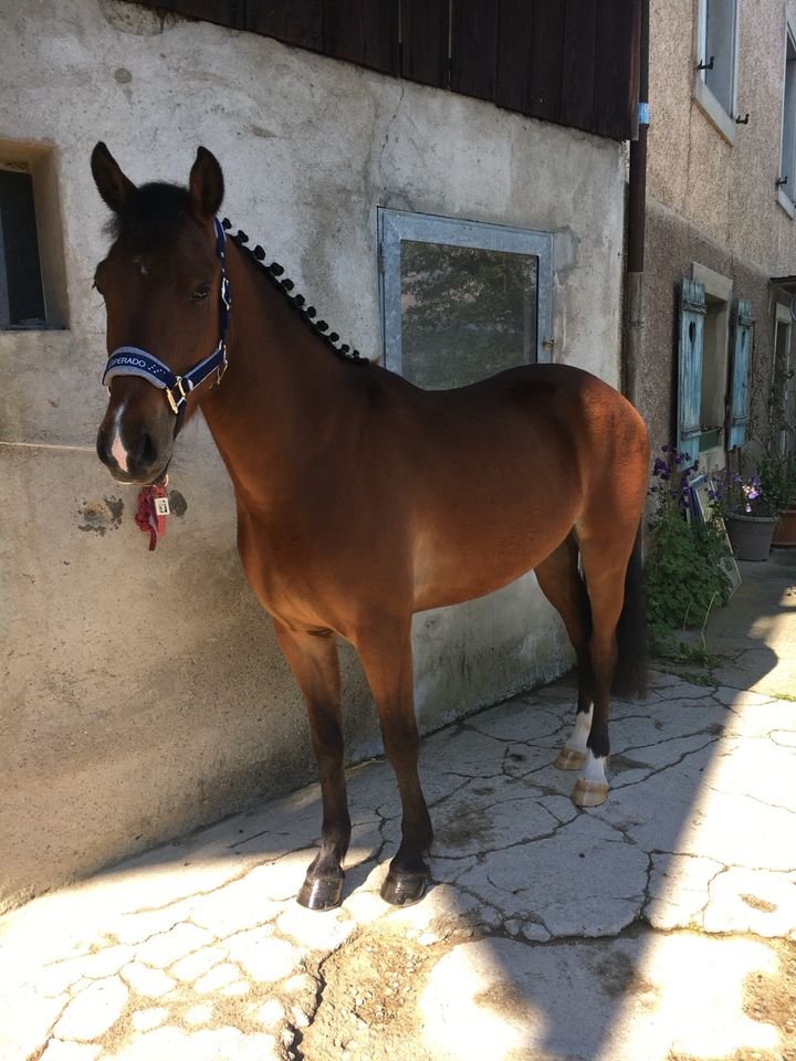 Freizeit Pony zu verkaufen in Ingelfingen