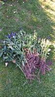Edelkornblume, Margerite,  Taglilie, Ginster ab  0,50€ Niedersachsen - Hanstedt Kr Uelzen Vorschau