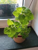 Plectranthus ernstii  - Bonsai Minze - Duft Sukkulente - Bayern - Kempten Vorschau