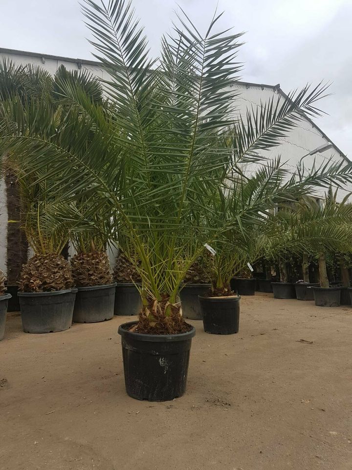 Winterharte Palmen Hanfpalme Trachycarpus Fortunei, Olivenbäume in Spickendorf