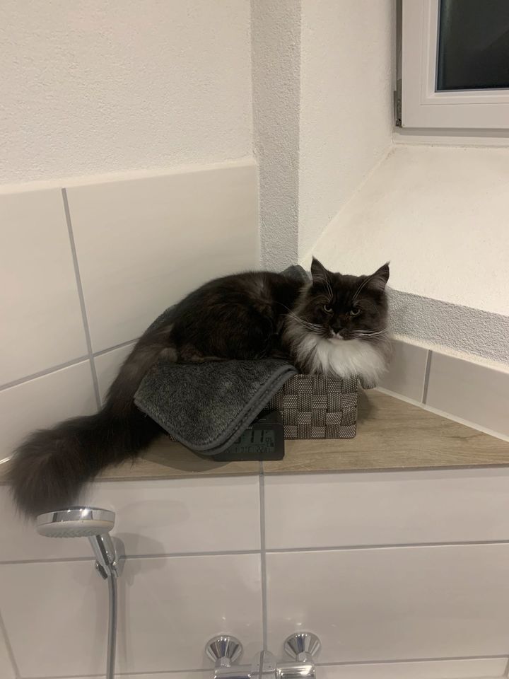 1 Hauskatze zu verkaufen in Hardheim