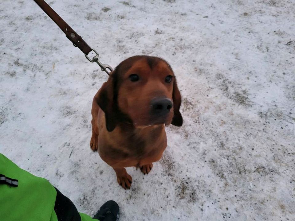 Dachsbracken in Burg Stargard