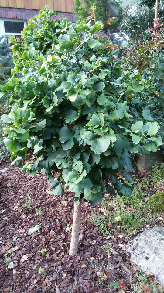 Ginkgo biloba Mariken Stamm Kugel Fächerblattbaum Ginko selten in Saterland