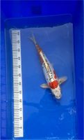 Japan Koi Beni Koikokuryu 40 cm Züchter Aoki Japan Nordrhein-Westfalen - Brühl Vorschau