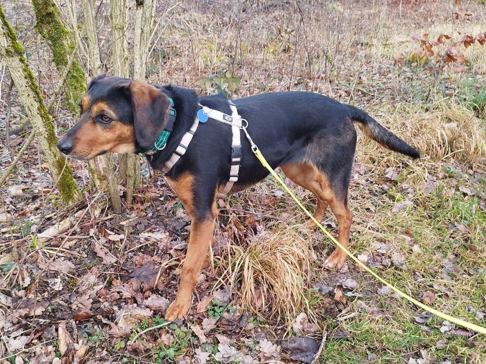 Frida, lieb, schüchtern sucht geduldige Menschen in Dießen