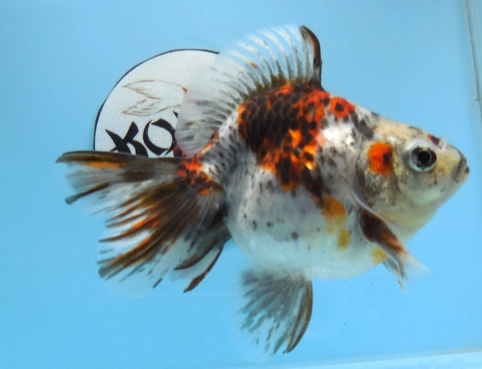 KOI 13 Anz. 10. 2024 - Goldfisch - Schleierschwanz - Oranda & Co in Kerpen