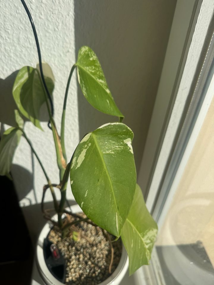 Monstera variegata,  ganze Pflanze in Berlin